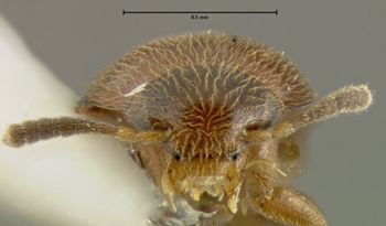 Media type: image;   Entomology 31886 Aspect: head frontal view